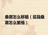 桑葚怎么移植（盆栽桑葚怎么繁殖）