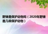 野猪是保护动物吗（2020年野猪是几级保护动物）