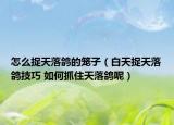 怎么捉天落鸽的笼子（白天捉天落鸽技巧 如何抓住天落鸽呢）