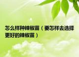 怎么样种辣椒苗（要怎样去选择更好的辣椒苗）