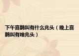 下午喜鹊叫有什么兆头（晚上喜鹊叫有啥兆头）