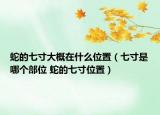 蛇的七寸大概在什么位置（七寸是哪个部位 蛇的七寸位置）