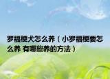 罗福梗犬怎么养（小罗福梗要怎么养 有哪些养的方法）