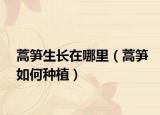 蒿笋生长在哪里（蒿笋如何种植）
