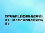 怎样判断树上的芒果是否成熟可以摘下（树上的芒果怎样判断可以采摘）