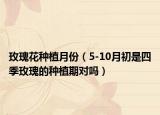 玫瑰花种植月份（5-10月初是四季玫瑰的种植期对吗）