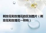 刺玫花和玫瑰花的区别图片（刺玫花和玫瑰花一样吗）