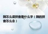鹄怎么读拼音是什么字（鹄的拼音怎么念）