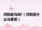 鸿鹄是鸟吗?（鸿鹄是什么鸟意思）