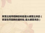 家里出现带翅膀的蚂蚁是从哪里出来的（家里有带翅膀的黑蚂蚁,是从哪里来的）
