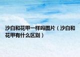 沙白和花甲一样吗图片（沙白和花甲有什么区别）