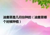 油麦菜是几月份种的（油麦菜哪个时候种植）