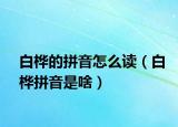 白桦的拼音怎么读（白桦拼音是啥）