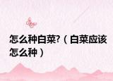 怎么种白菜?（白菜应该怎么种）