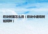 奶块树苗怎么得（奶块中蘑菇树如何种）