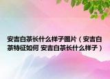 安吉白茶长什么样子图片（安吉白茶特征如何 安吉白茶长什么样子）