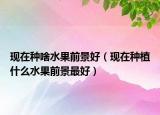 现在种啥水果前景好（现在种植什么水果前景最好）