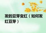 发的豆芽变红（如何发红豆芽）