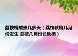 荔枝梢成熟几多天（荔枝秋梢几月份发生 荔枝几月份长秋梢）