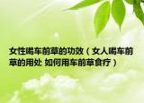 女性喝车前草的功效（女人喝车前草的用处 如何用车前草食疗）