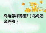 乌龟怎样养殖?（乌龟怎么养殖）