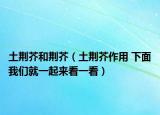 土荆芥和荆芥（土荆芥作用 下面我们就一起来看一看）