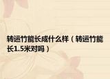 转运竹能长成什么样（转运竹能长1.5米对吗）