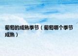 葡萄的成熟季节（葡萄哪个季节成熟）