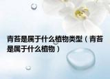 青苔是属于什么植物类型（青苔是属于什么植物）