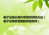 栀子花徒长枝叶修剪时间和方法（栀子花根系受损的修剪时间）