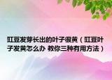 豇豆发芽长出的叶子很黄（豇豆叶子发黄怎么办 教你三种有用方法）