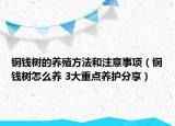 铜钱树的养殖方法和注意事项（铜钱树怎么养 3大重点养护分享）