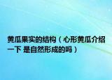 黄瓜果实的结构（心形黄瓜介绍一下 是自然形成的吗）
