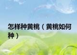 怎样种黄桃（黄桃如何种）