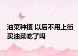油菜种植 以后不用上街买油菜吃了吗