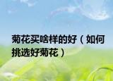 菊花买啥样的好（如何挑选好菊花）