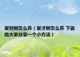 发财树怎么养（发才树怎么养 下面给大家分享一个小方法）