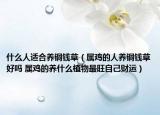 什么人适合养铜钱草（属鸡的人养铜钱草好吗 属鸡的养什么植物最旺自己财运）