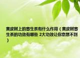 黄皮树上的寄生茶有什么作用（黄皮树寄生茶的功效有哪些 2大功效让你意想不到）