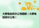 大鳄龟如何分公母图解（大鳄龟如何分公母）