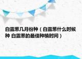 白露葱几月份种（白露葱什么时候种 白露葱的最佳种植时间）