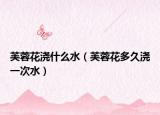 芙蓉花浇什么水（芙蓉花多久浇一次水）