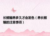 长鳍鱲养多久才会发色（养长鳍鱲的注意事项）