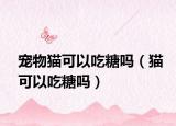 宠物猫可以吃糖吗（猫可以吃糖吗）