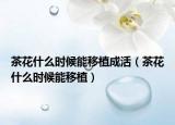 茶花什么时候能移植成活（茶花什么时候能移植）