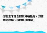 河北玉米什么时候种植最好（河北地区种植玉米的最佳时间）