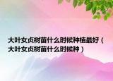 大叶女贞树苗什么时候种植最好（大叶女贞树苗什么时候种）