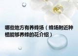 哪些地方有养蜂场（蜂场附近种植能够养蜂的花介绍）
