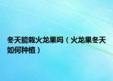 冬天能栽火龙果吗（火龙果冬天如何种植）