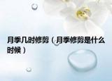 月季几时修剪（月季修剪是什么时候）